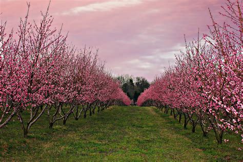 peach garden orchard